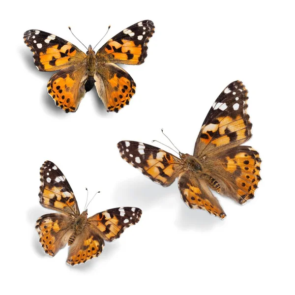 Güzel Kelebekler Beyaz Arka Plan Üzerinde Izole — Stok fotoğraf