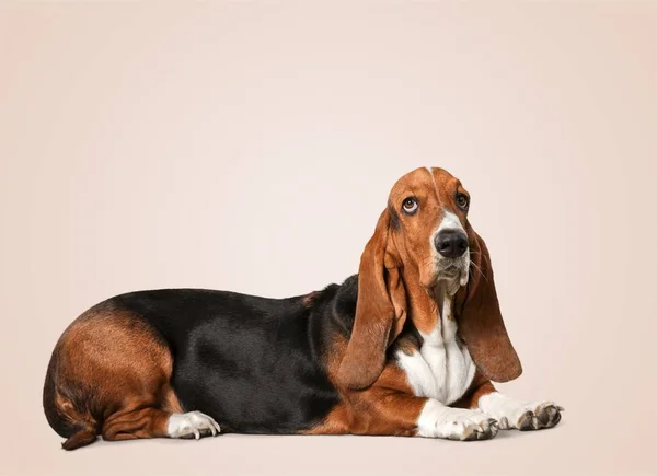 長い耳を持つかわいいバセットハウンド犬 — ストック写真
