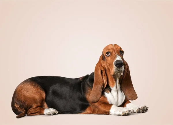 Bonito Basset Cão Caça Com Orelhas Longas — Fotografia de Stock