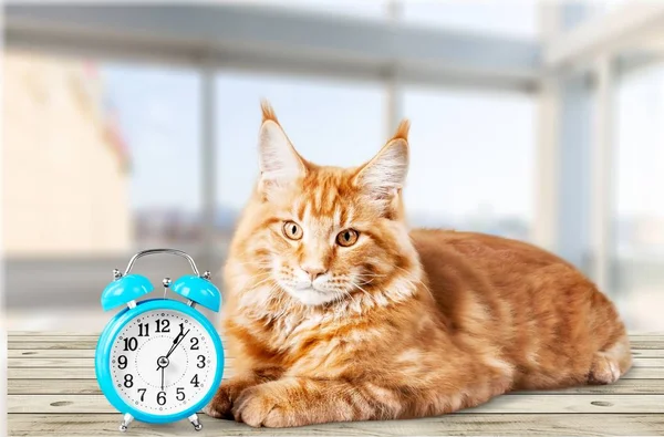 Reloj Despertador Gato Mesa Madera — Foto de Stock