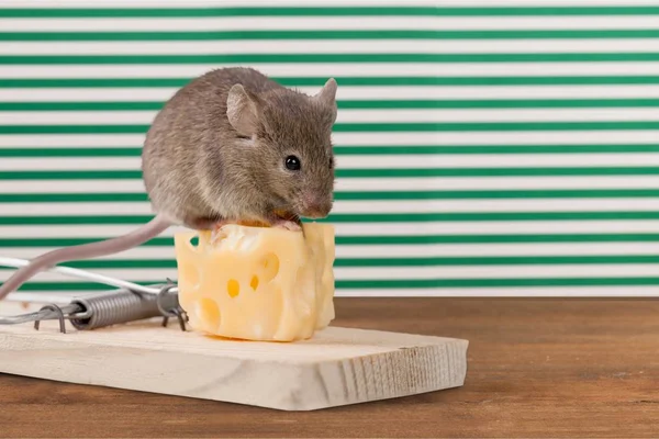 Vista Perto Ratoeira Mouse — Fotografia de Stock