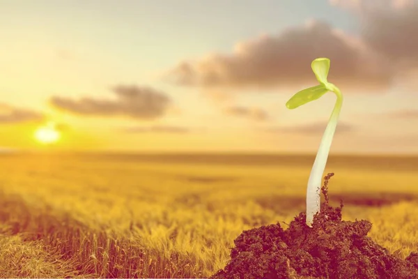 Wachstum Einer Neuen Lebendigen Grünen Pflanze Boden — Stockfoto