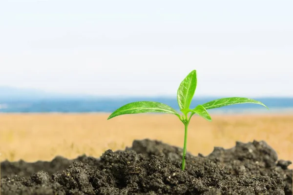 Growth New Life Green Plant Soil — Stock Photo, Image