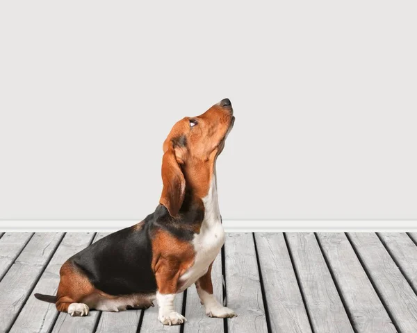 Basset Hound Dog Trägolv — Stockfoto