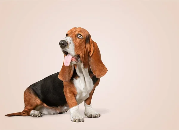 Bonito Basset Cão Caça Com Orelhas Longas — Fotografia de Stock