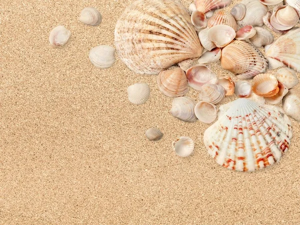 Mooie Schelpen Aan Zandstrand Zomervakantie — Stockfoto