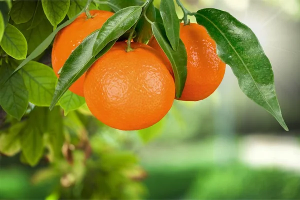 Ripe Tangerines on Branch — Stock Photo, Image
