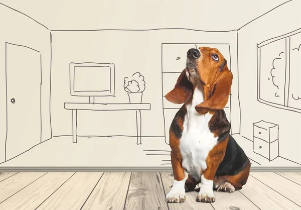 Lindo Perro Basset Hound Mirando Hacia Arriba — Foto de Stock