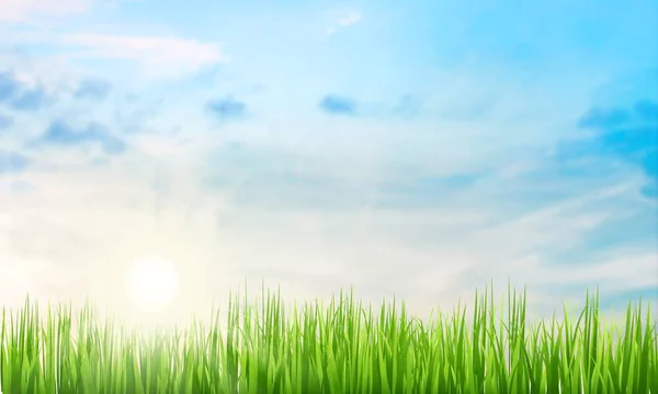 Зеленый Фон Травы Против Голубого Неба — стоковое фото