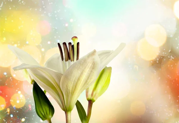 Fiore Giglio Bianco Decorazione Nozze — Foto Stock