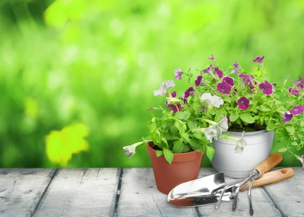Pots Fleurs Outils Jardinage Sur Table Bois — Photo