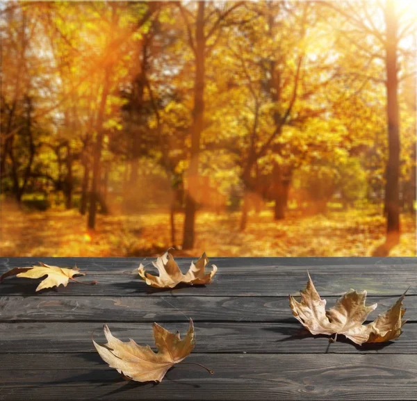 Сухие Осенние Листья Близкого Расстояния — стоковое фото
