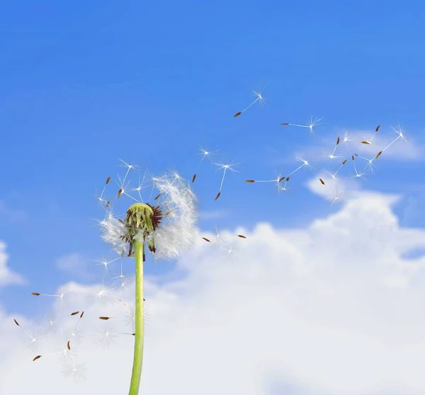 Flygande Frön Maskros Mot Blå Himmel — Stockfoto