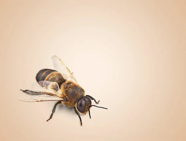 背景上的单大黄蜂 — 图库照片