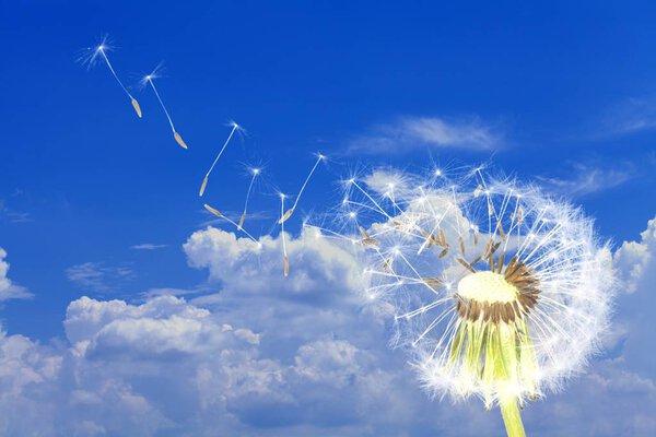 летящие семена одуванчика против голубого неба
