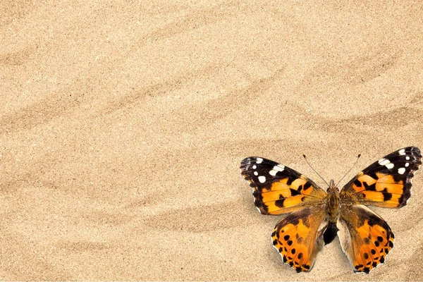 Hermoso Insecto Mariposa Aislado Sobre Fondo Claro —  Fotos de Stock