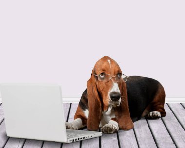 Basset tazı dizüstü bilgisayar ile