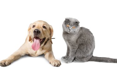 sevimli küçük köpek ve kedi beyaz, dost hayvan üzerinde isoated