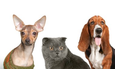 Beyaz arka planda izole kedi ve köpekler