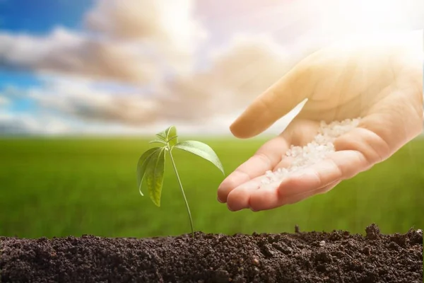 Planta Com Solo Mão Humana — Fotografia de Stock