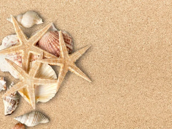 Seashells Estrelas Mar Fundo Arenoso — Fotografia de Stock