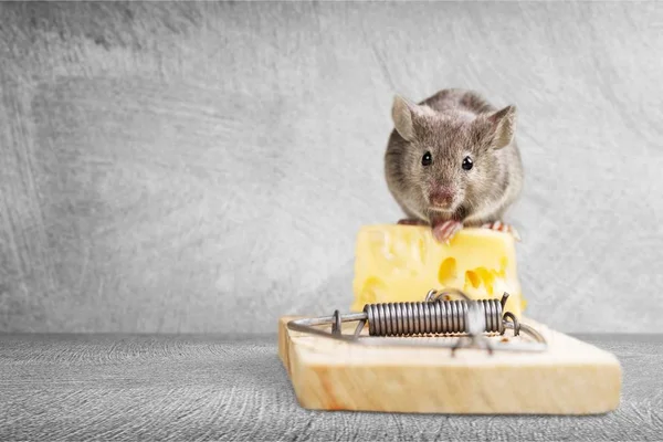 Val Met Kaas Muis Tafel — Stockfoto