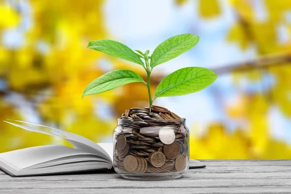 Pénzügyi Oktatás Koncepció Jar Érmék Zöld Hajtás Nyitott Könyv Asztalon — Stock Fotó