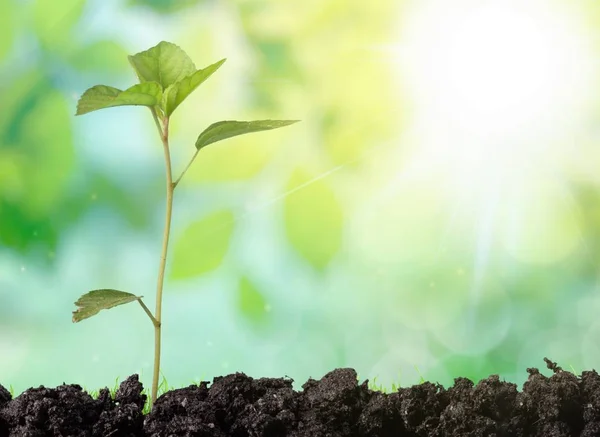 Coltivazione Giardini Piante Sfondo Agricolo — Foto Stock