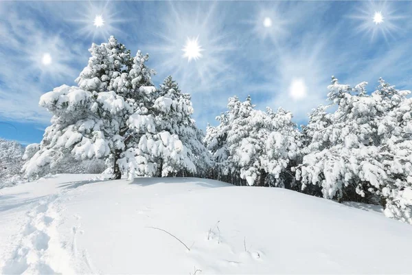 Erstaunliche Landschaft Mit Schneebedeckten Bäumen Winterpark — Stockfoto