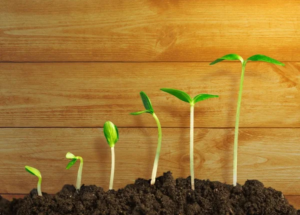 Groei Van Nieuwe Leven Groene Planten Bodem — Stockfoto