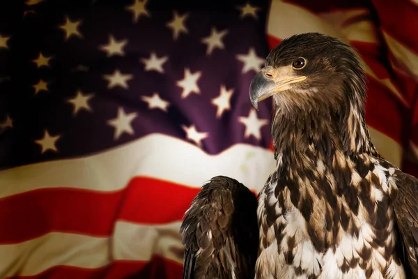 eagle bird against usa flag