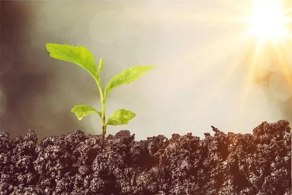 Coltivazione Giardini Piante Sfondo Agricolo — Foto Stock