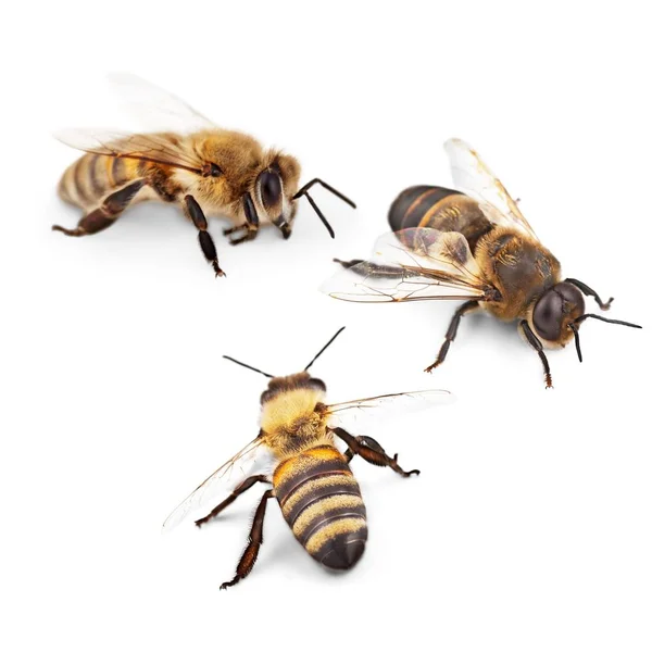 Honey Bees Collection Light Background — Stock Photo, Image