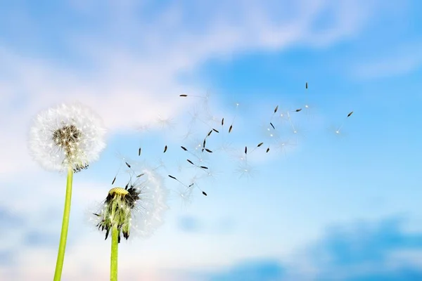 Létající Semínka Pampelišky Jarní Květina — Stock fotografie