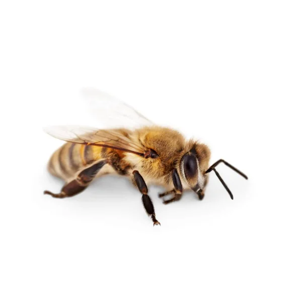Enkele Honingbij Witte Achtergrond — Stockfoto