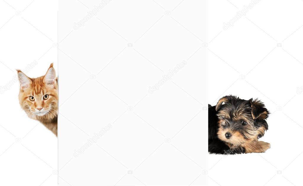 cute little dog and red cat leaning out of blank white banner
