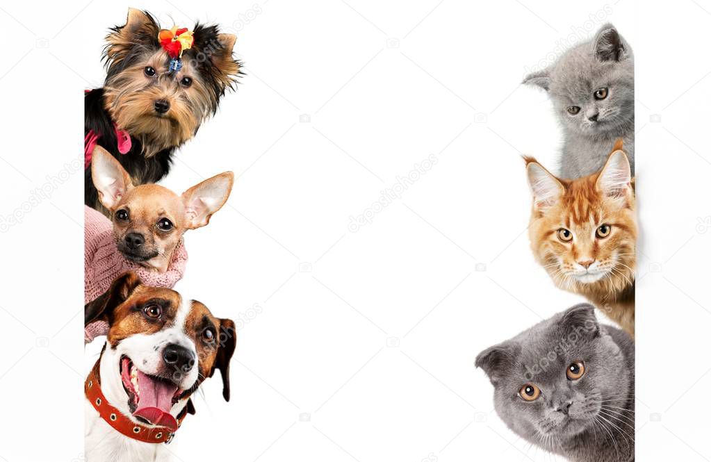 adorable six dogs and cats isolated on white background