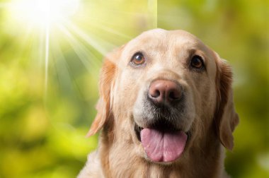 Altın arka plan bulanık tarihinde labrador geri almak