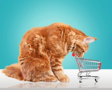 alışveriş sepeti ile kırmızı kedi