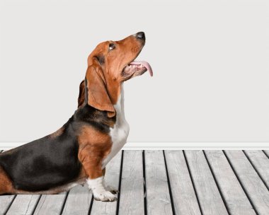 Katta oturan Basset av köpeği