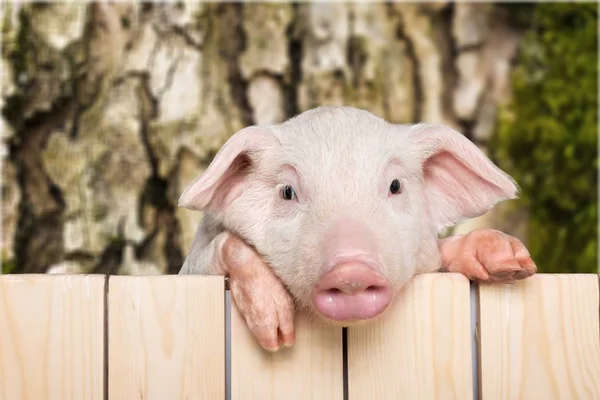 Carino Piccolo Maialino Appeso Una Recinzione — Foto Stock