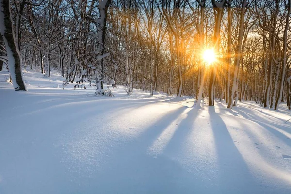 Winterpark Bei Sonnenuntergang Sonnenstrahlen Durch Verschneite Bäume — Stockfoto