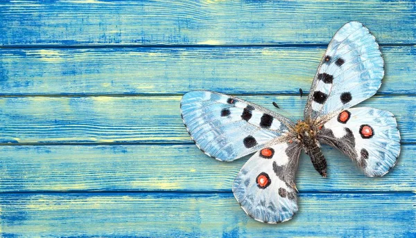 Красивая Голубая Бабочка Насекомое Заднем Плане — стоковое фото