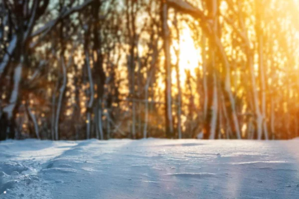 Winterpark Bei Sonnenuntergang Sonnenstrahlen Durch Verschneite Bäume — Stockfoto