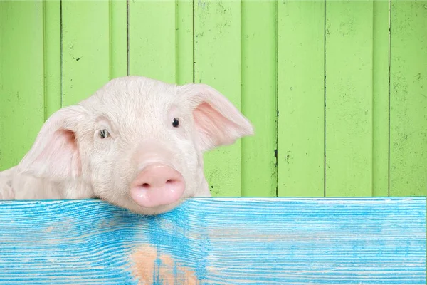 Lindo Cerdito Colgando Una Valla — Foto de Stock