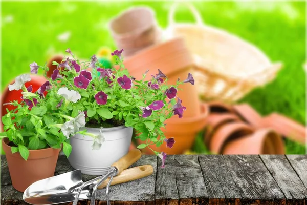 Flower Pot i przybory ogrodnicze — Zdjęcie stockowe