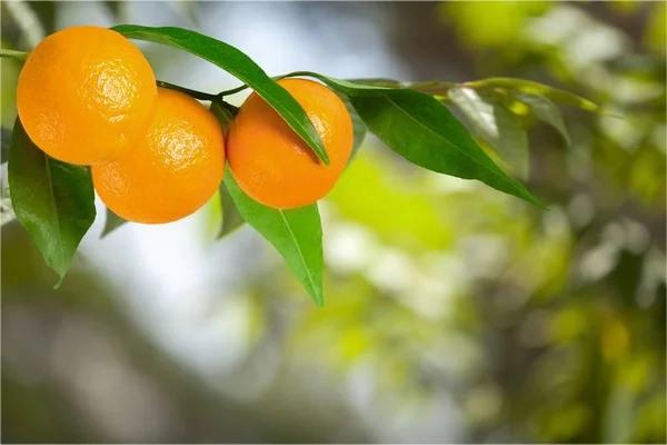 Ripe oranges on branch — Stock Photo, Image