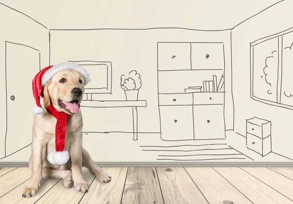 Labrador Retriever mit Weihnachtsmütze — Stockfoto