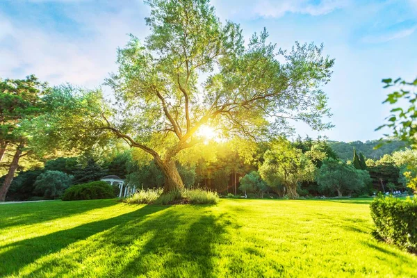 Árvore Verde Gramado Ensolarado Primavera — Fotografia de Stock