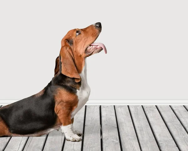 Basset Hound Pes Sedí Podlaze — Stock fotografie